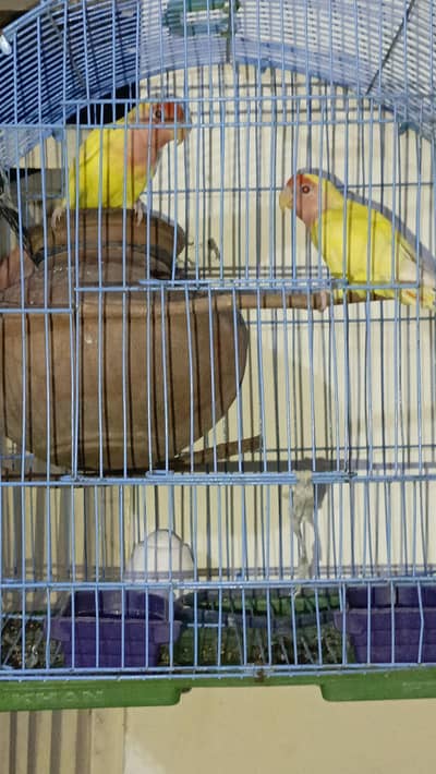 A pair of love birds with cage