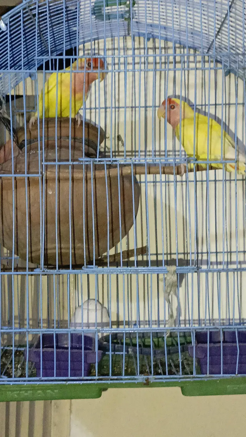 A pair of love birds with cage