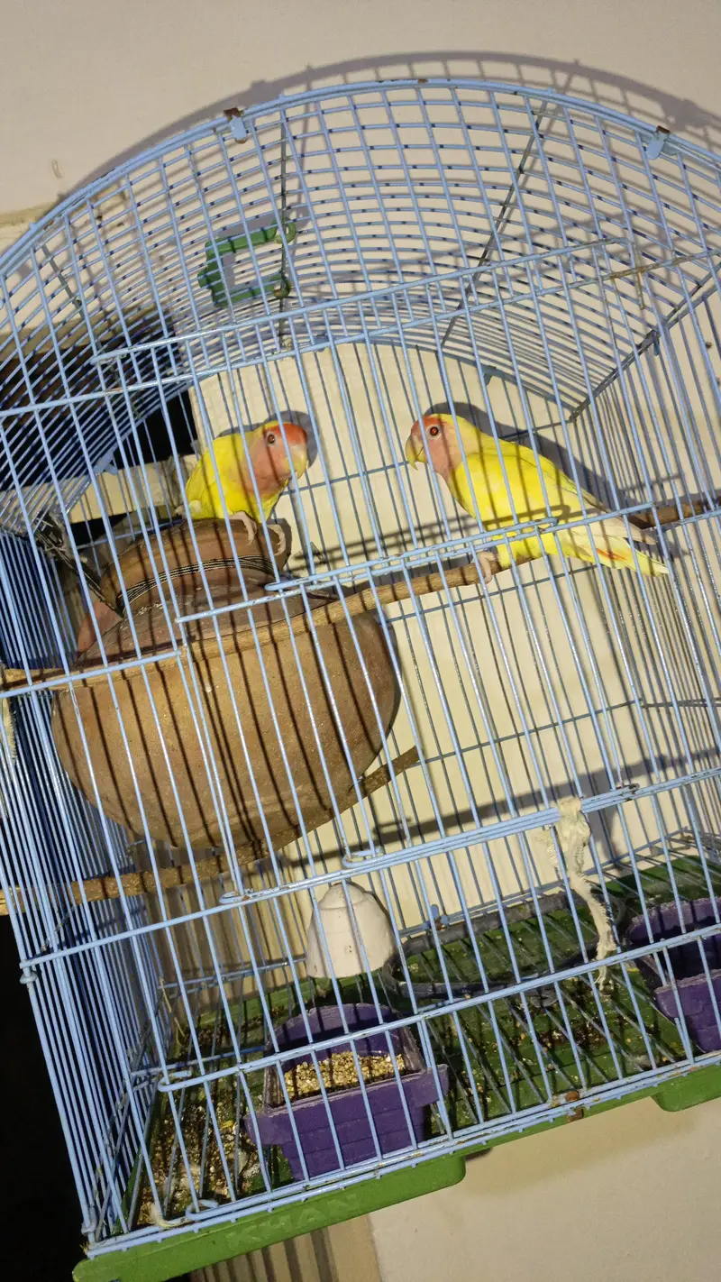 A pair of love birds with cage — photo 2