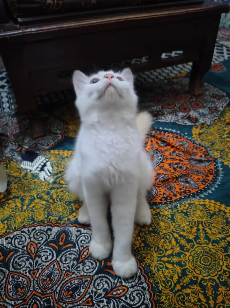 Persian Male Cat with Gray/Blue Eyes — photo 3