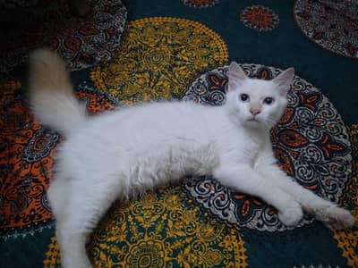 Persian Male Cat With Gray/Blue Eyes