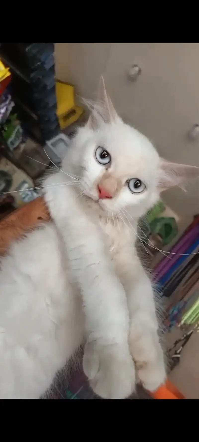 Persian Male Cat With Gray/Blue Eyes — photo 3
