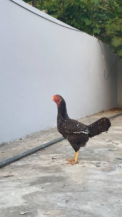 Two hens urgent sale