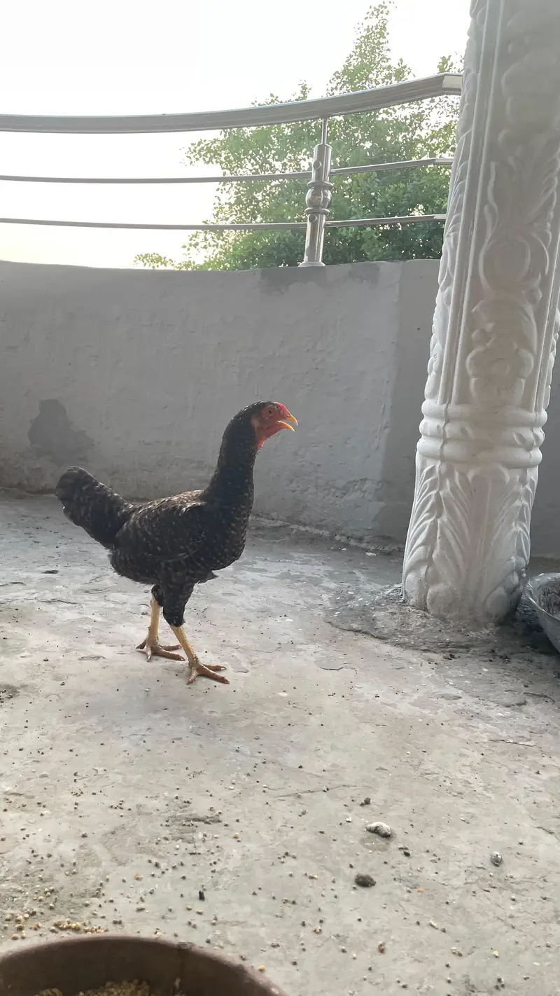 Two hens urgent sale — photo 2