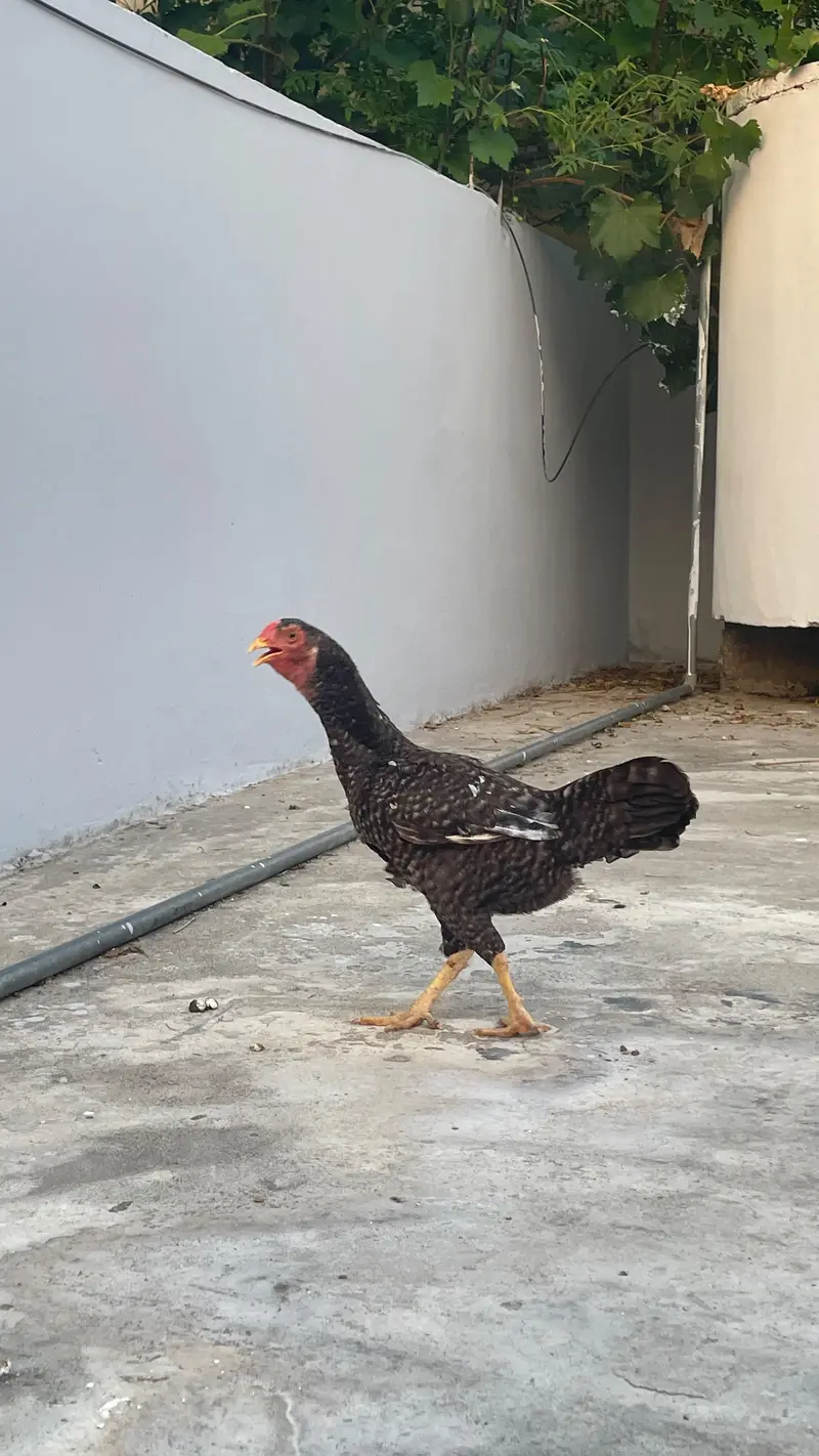 Two hens urgent sale — photo 4