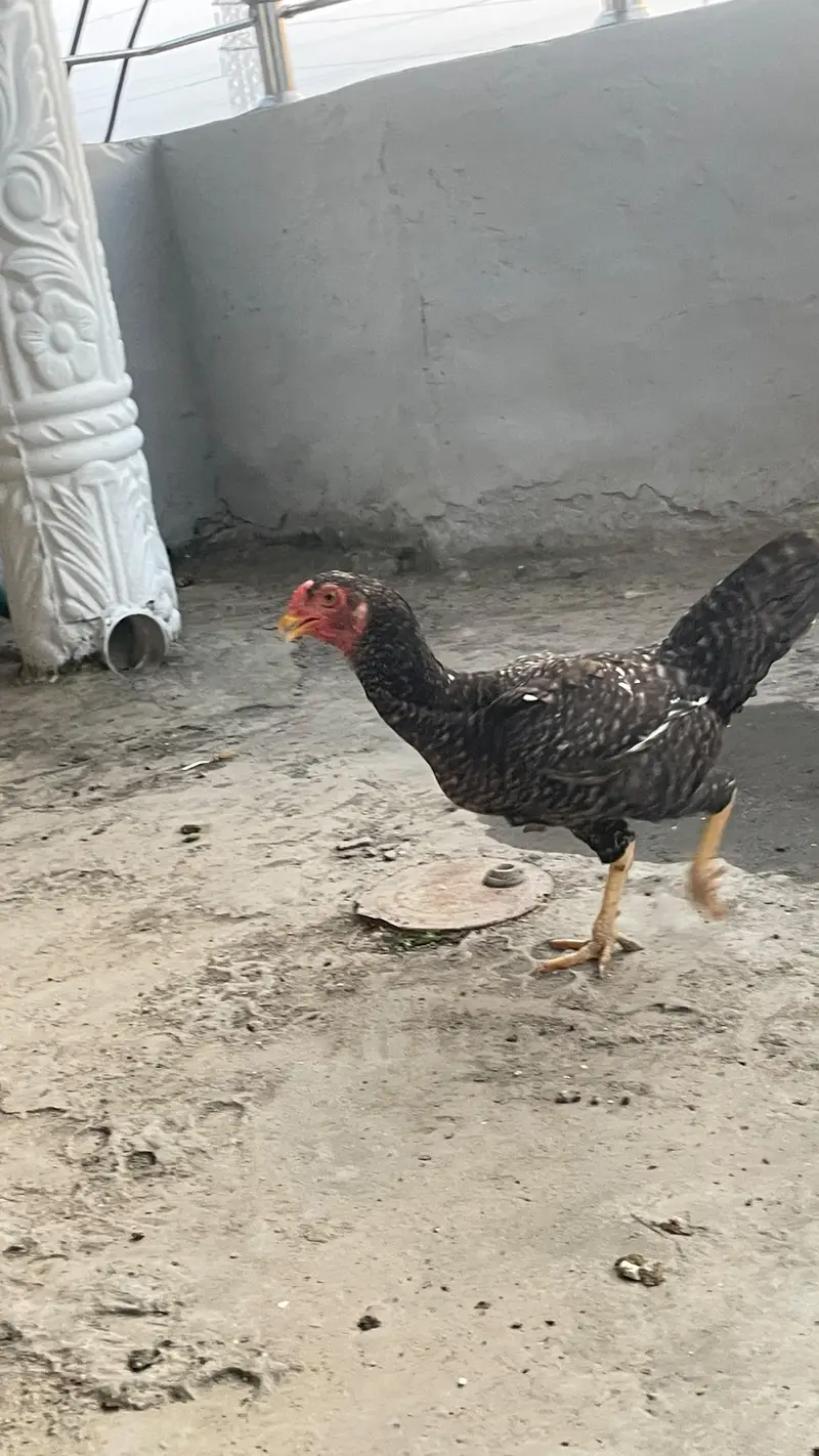 Two hens urgent sale — photo 5