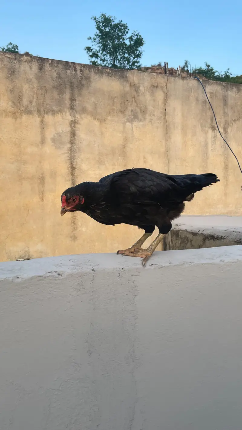 Two hens urgent sale — photo 6