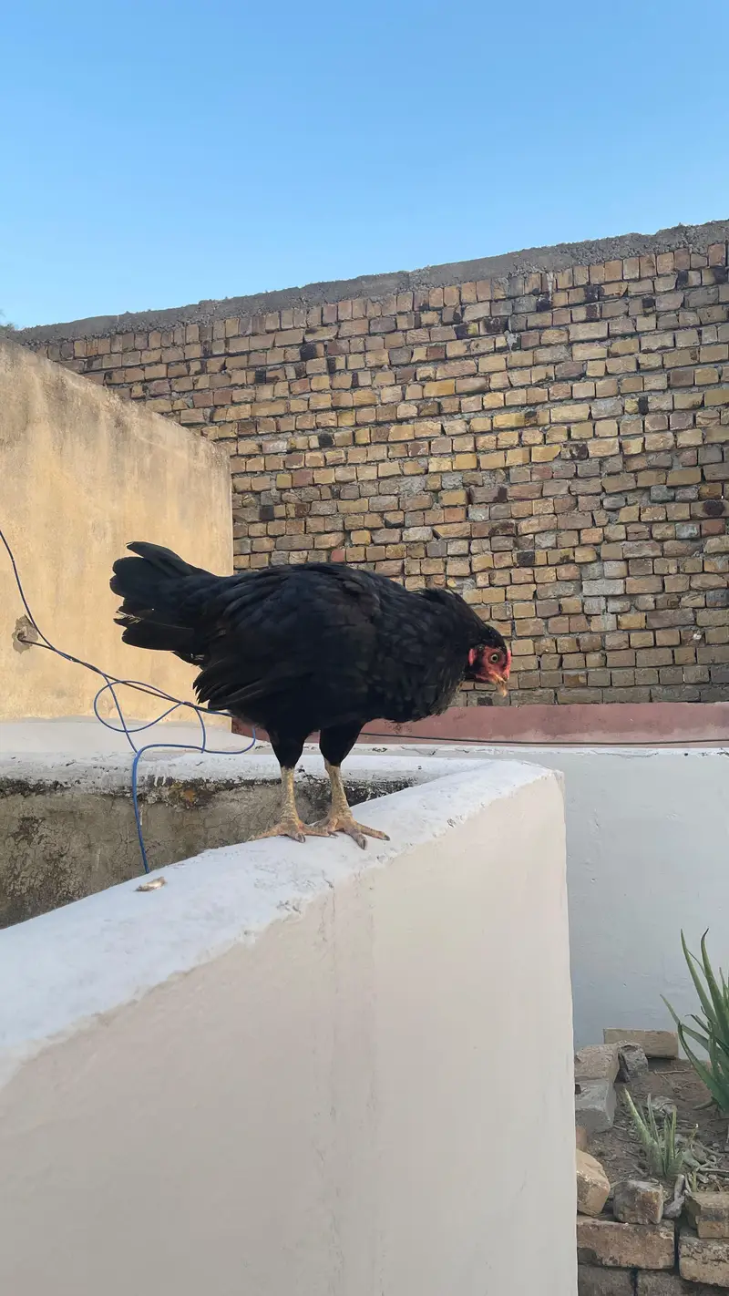 Two hens urgent sale — photo 7