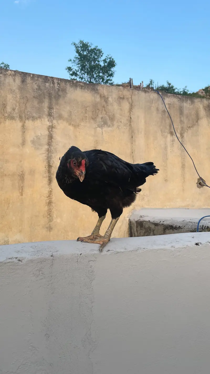 Two hens urgent sale — photo 8