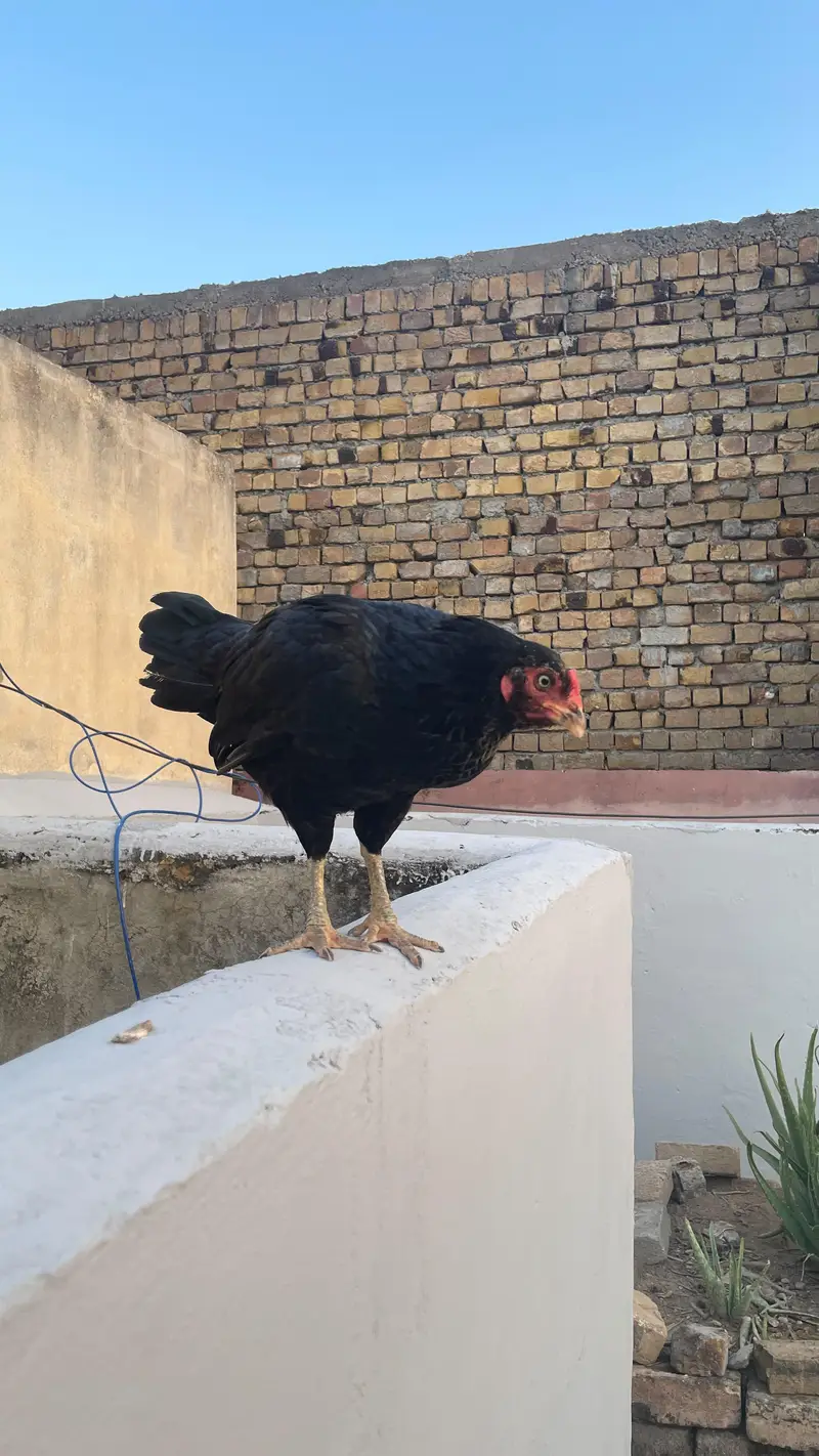 Two hens urgent sale — photo 9