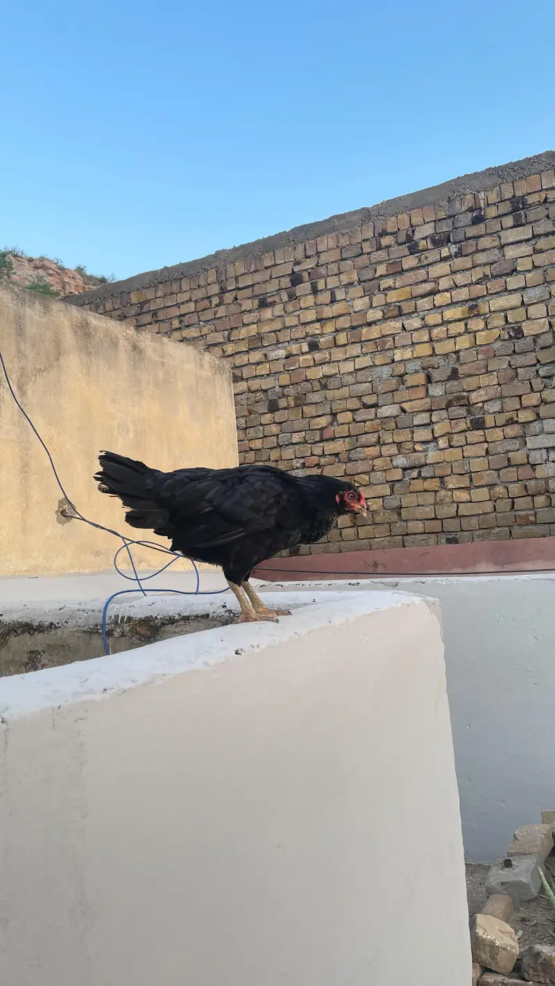 Two hens urgent sale — photo 10