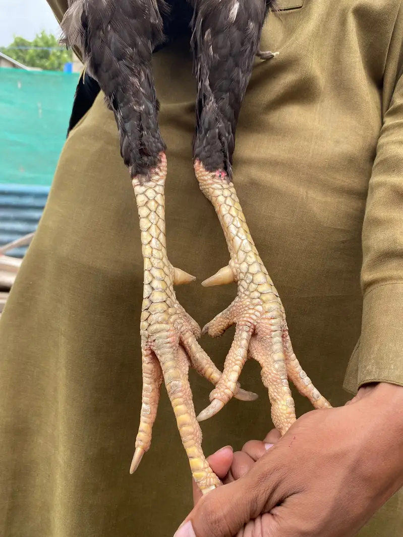 Jawa king size long height murgha urgent sale — photo 3