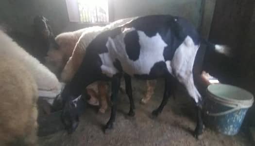 Pure Beetal Guban Goat for Sale ||  Betal Bakri