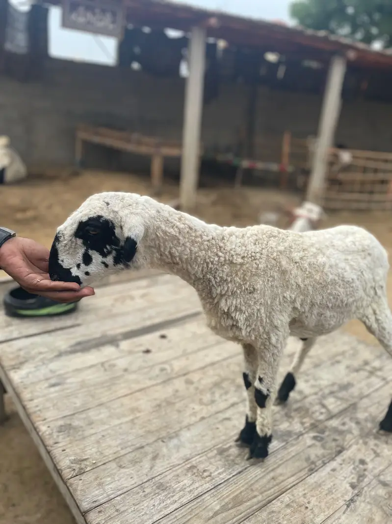 dumba for sell — photo 2