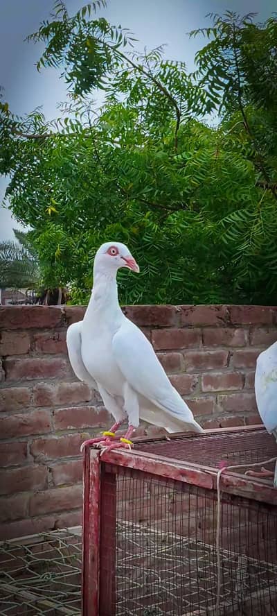 one male 9kali patha or 3 chicks available