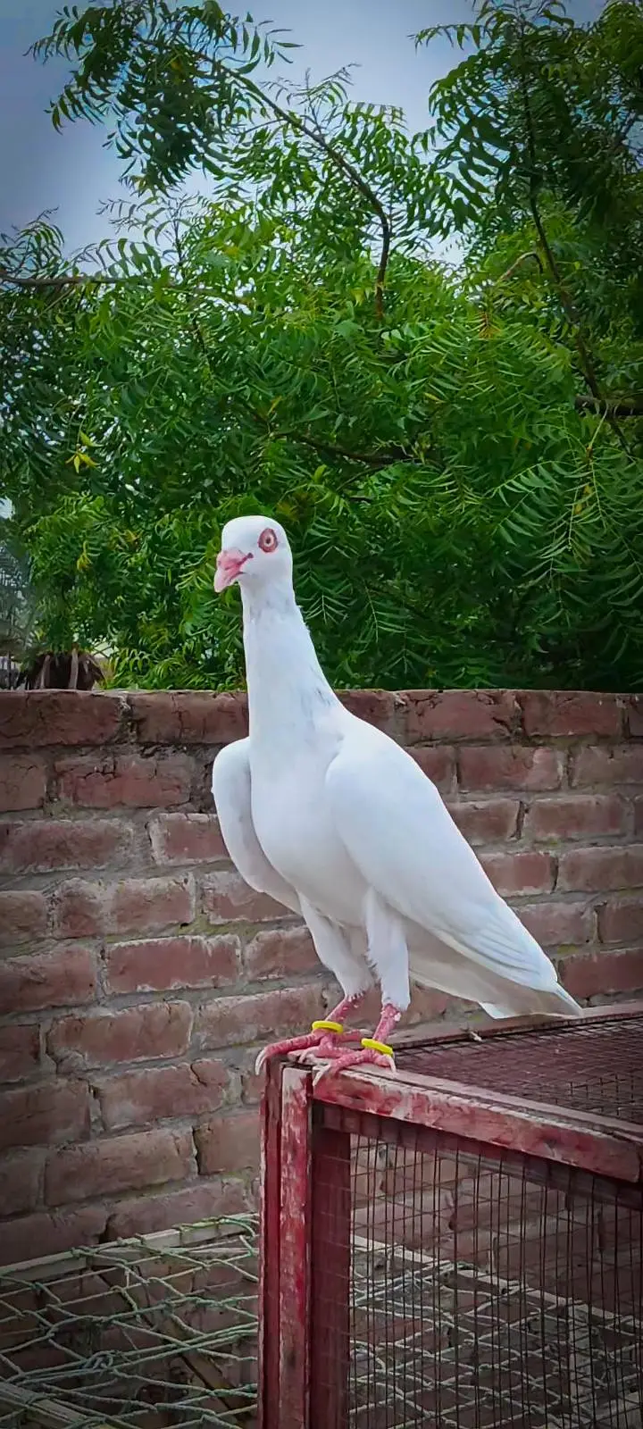 one male 9kali patha or 3 chicks available — photo 2