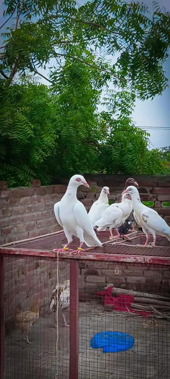 one male 9kali patha or 3 chicks available — photo 3