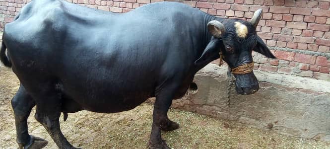 Buffalo for Sale