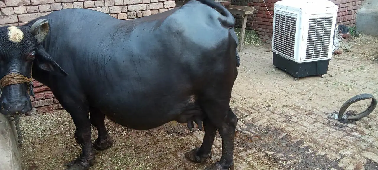 Buffalo for Sale — photo 2