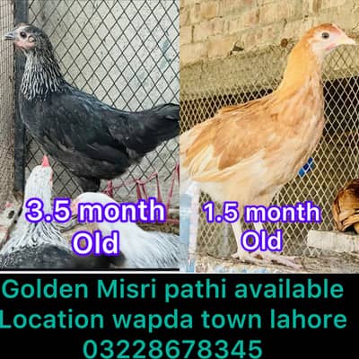 DESI | GOLDEN | Misri | PATHI | Chicks| Chuza|MURGI|Egg laying Hen
