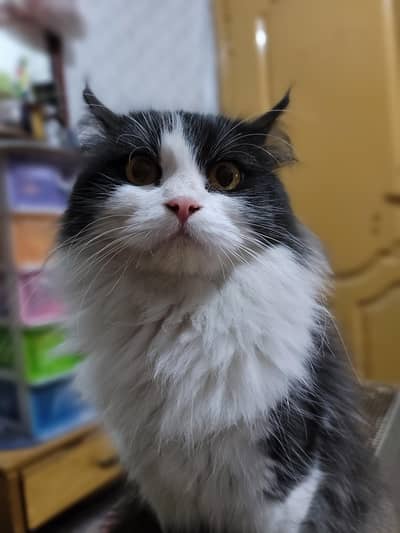Persian mix breed