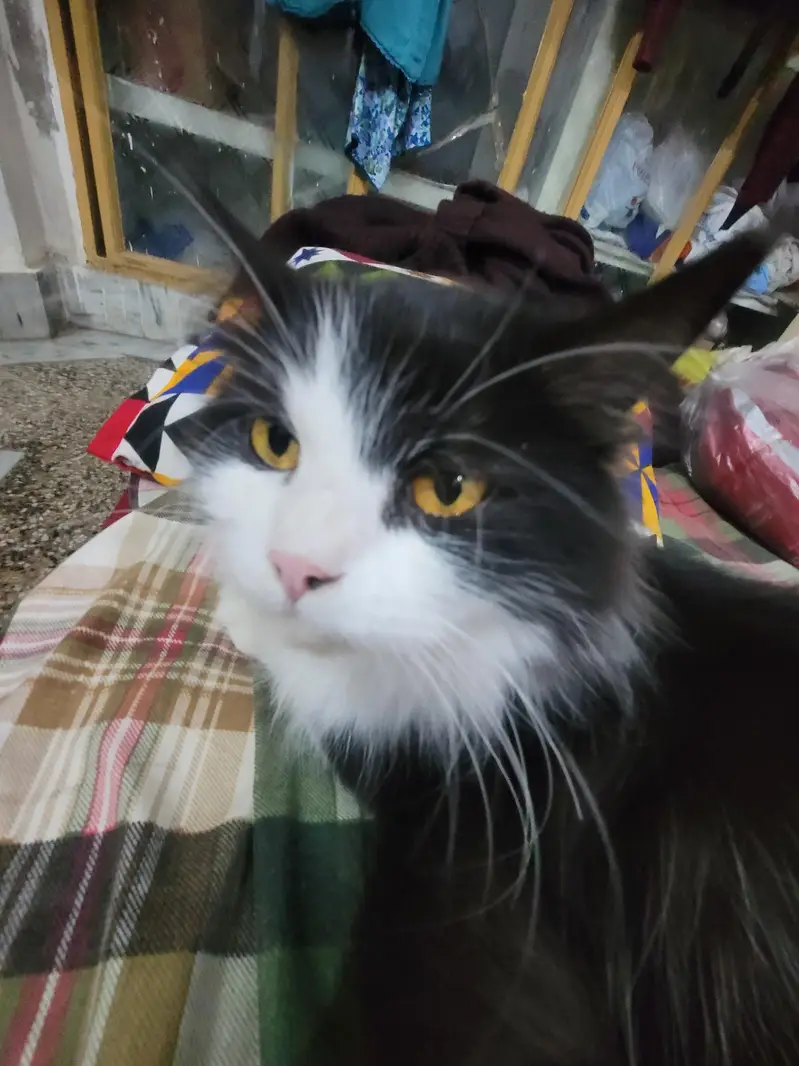 Persian mix breed — photo 2