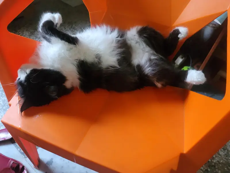 Persian mix breed — photo 3