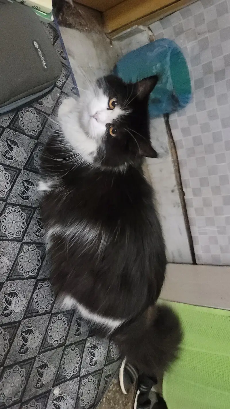 Persian mix breed — photo 4