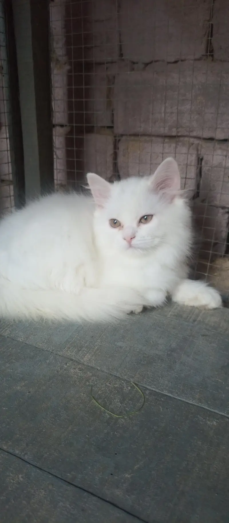 kittens — photo 2