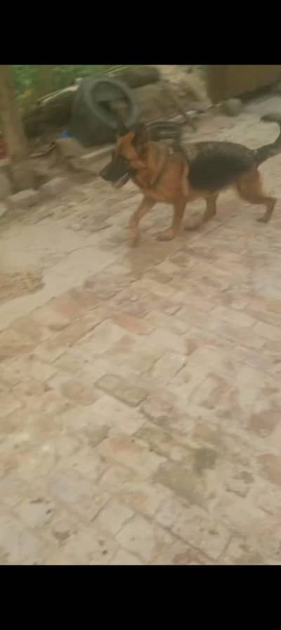 top quality German shaft female location kharian