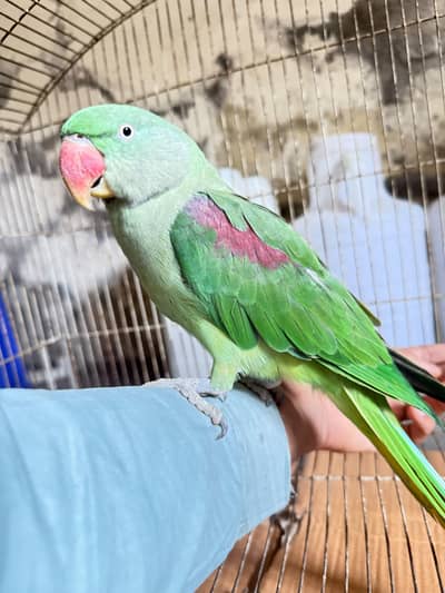 Raw Female Parrot