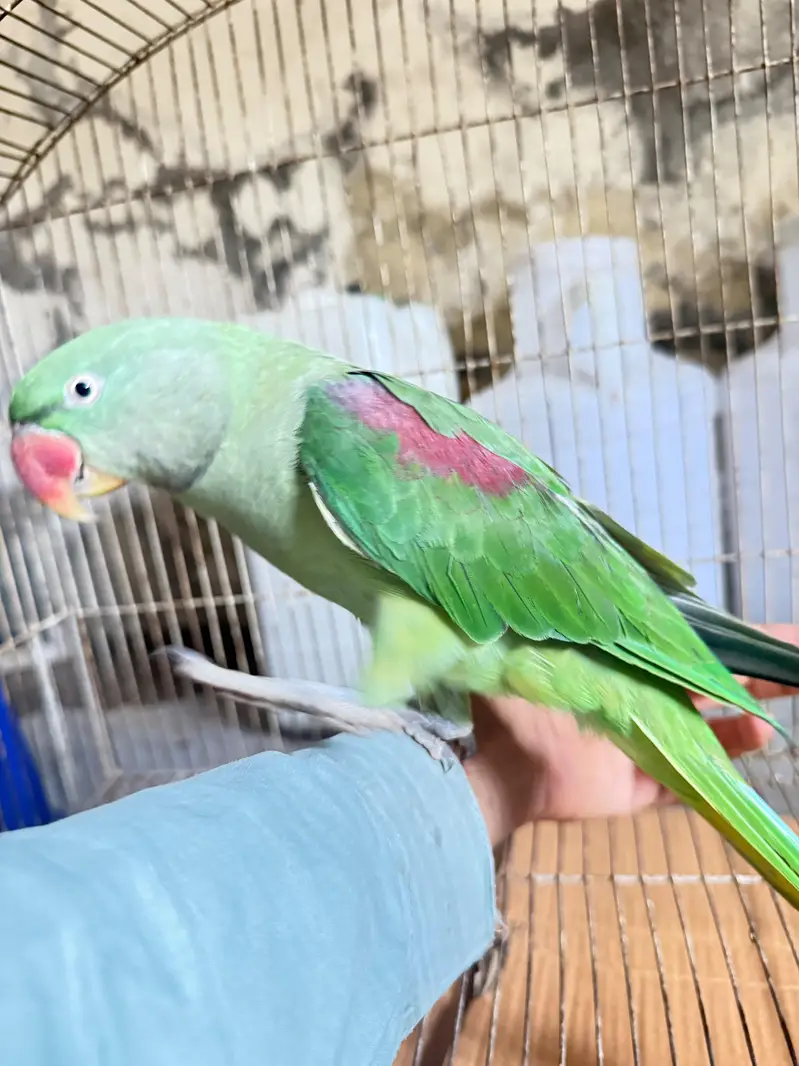 Raw Female Parrot — photo 2