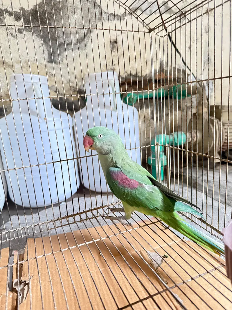 Raw Female Parrot — photo 3