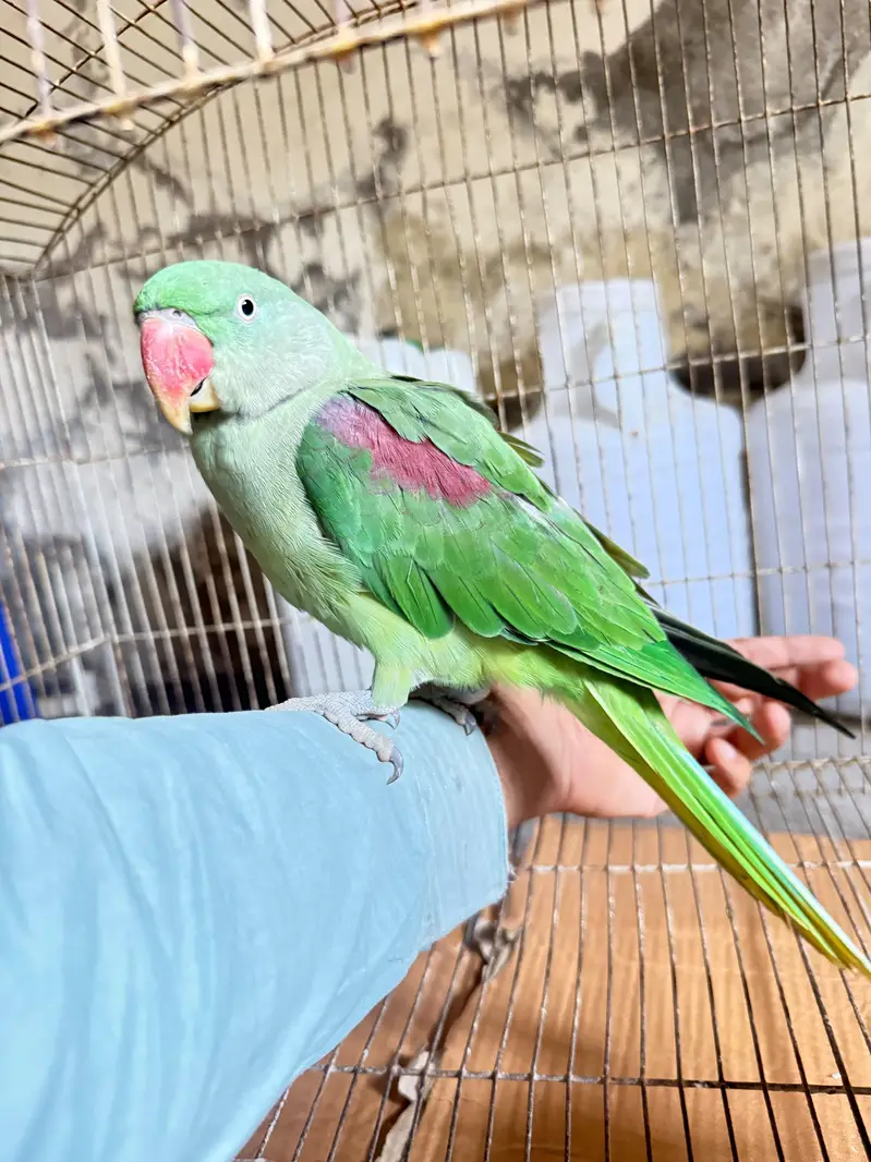 Raw Female Parrot — photo 4