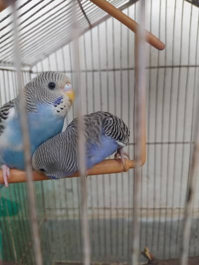 2 handatme budgies