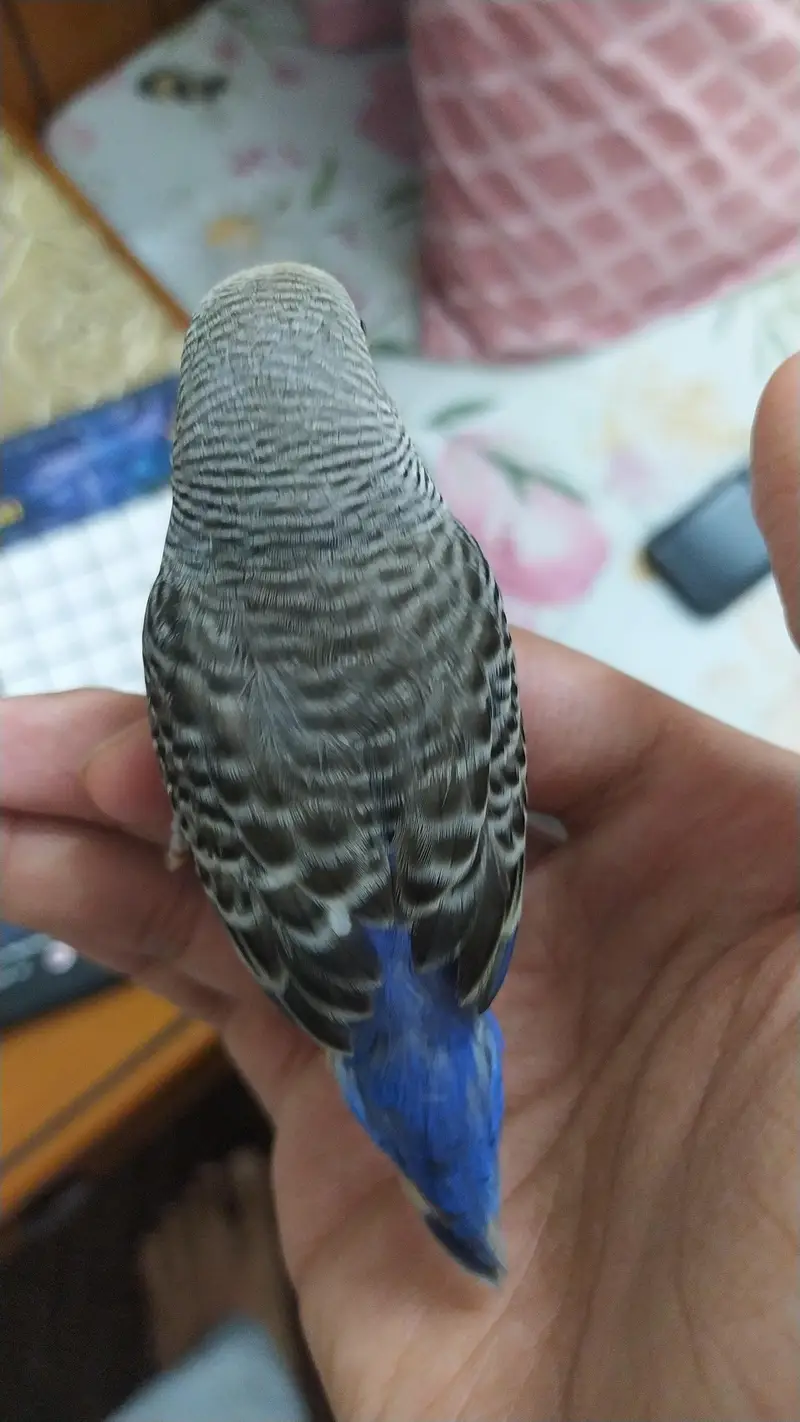 2 handatme budgies — photo 2