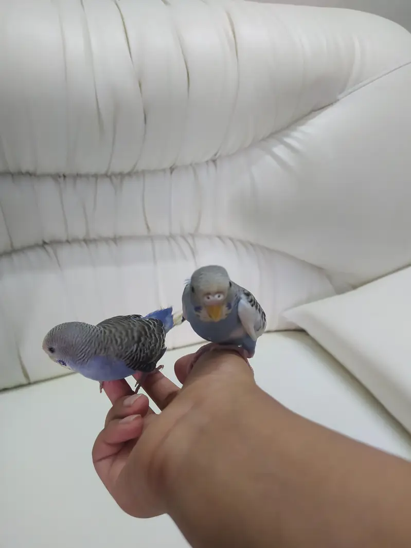 2 handatme budgies — photo 3