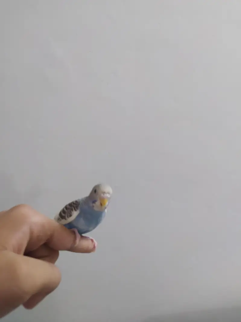 2 handatme budgies — photo 4