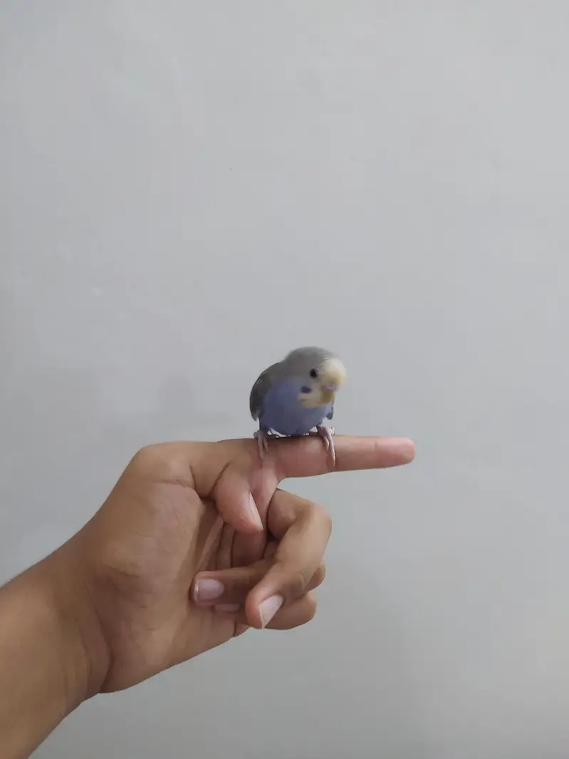2 handatme budgies — photo 5