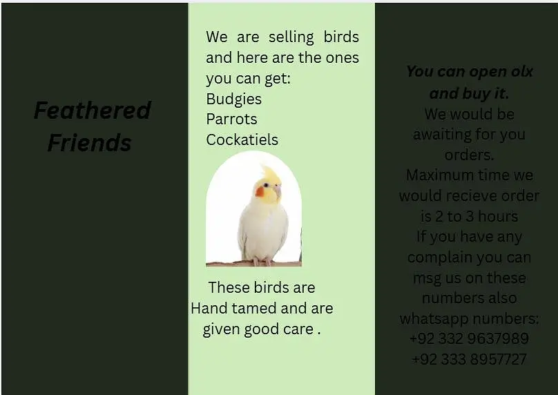 2 handatme budgies — photo 6