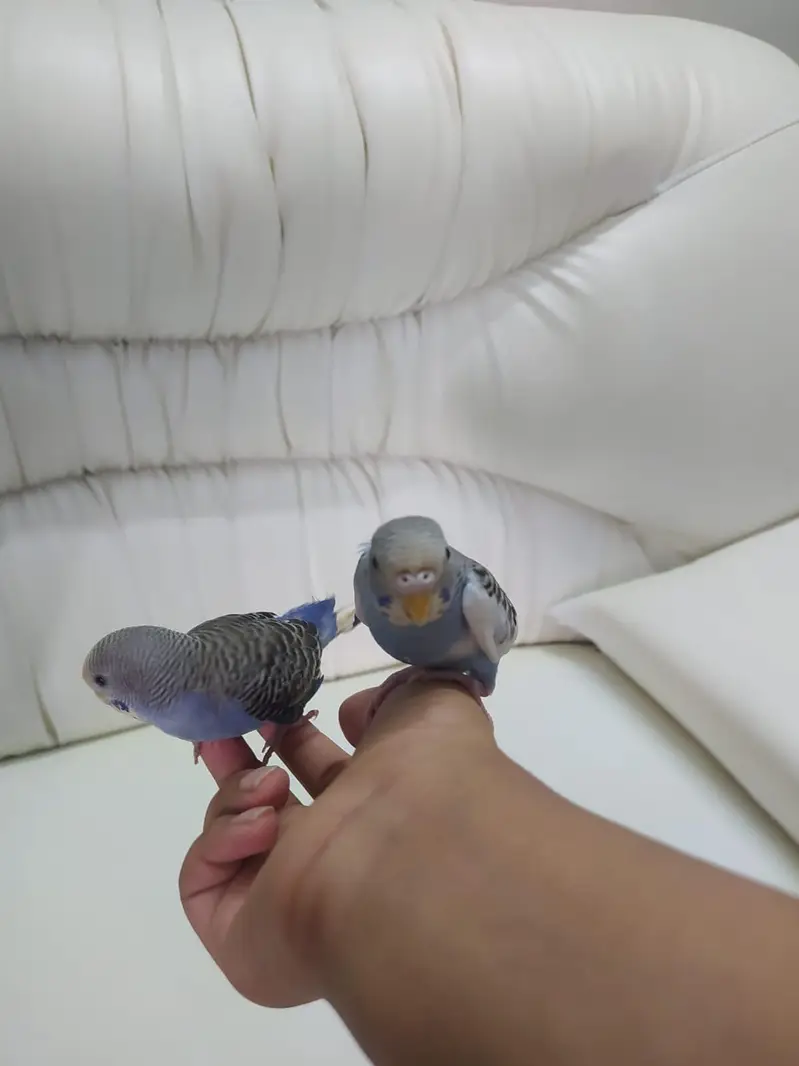 2 handatme budgies — photo 7