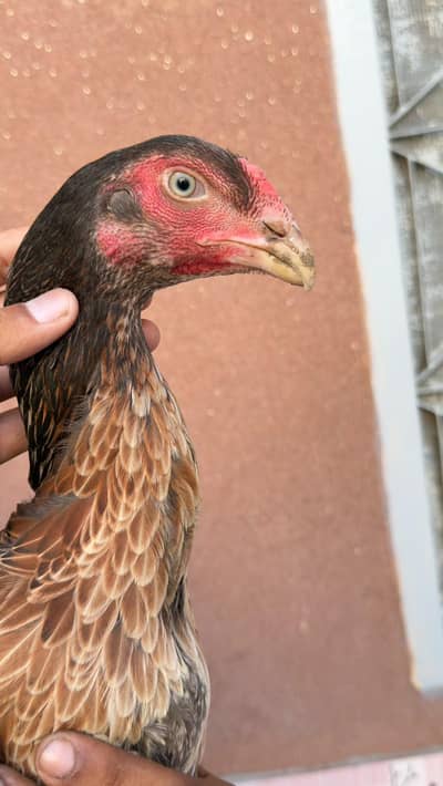 Shamo or burmi madi for sale
