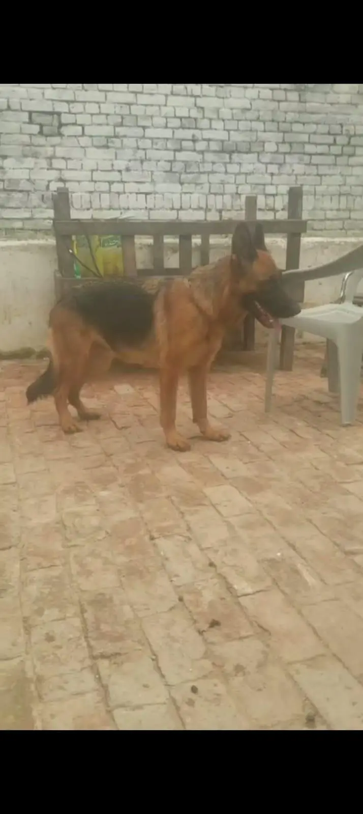 top quality German shaft female location kharian — photo 2