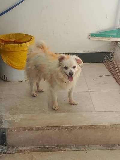 dog for sale +92 302 5554589