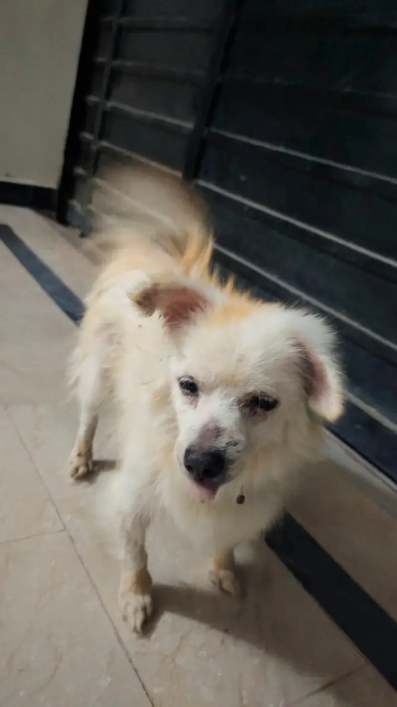 dog for sale +92 302 5554589 — photo 2