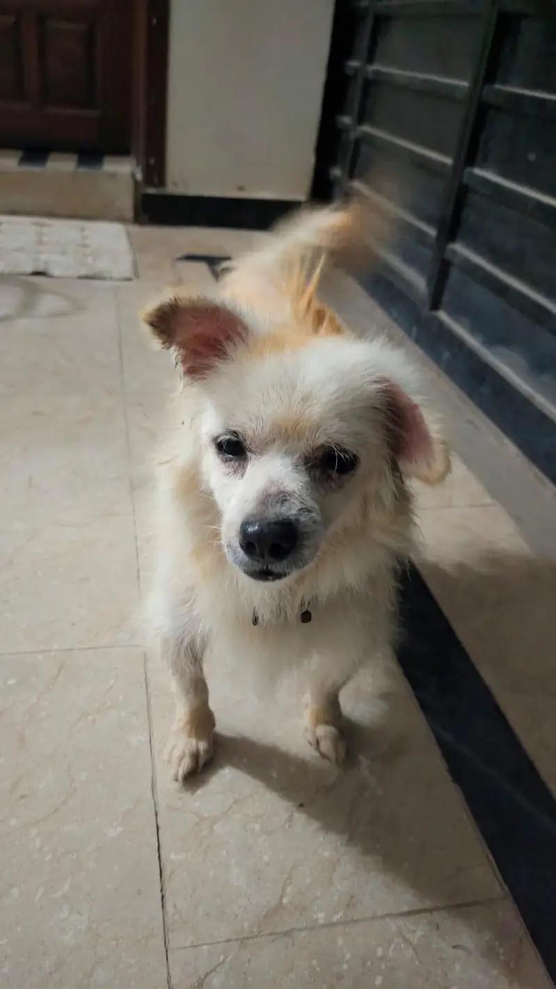 dog for sale +92 302 5554589 — photo 3