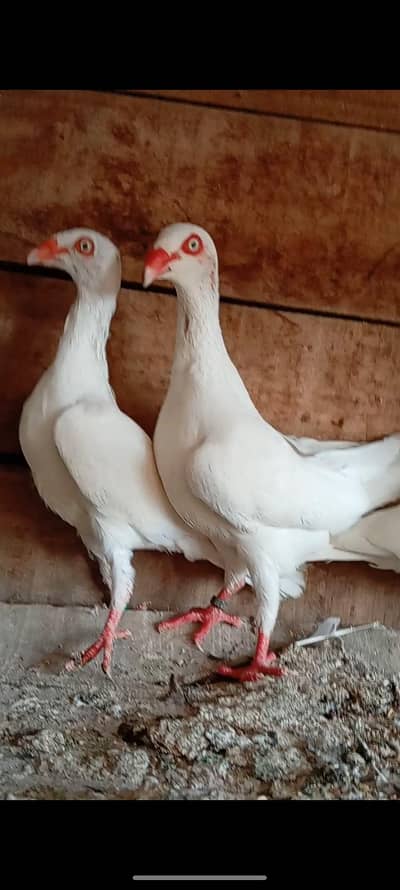 white Denish Female