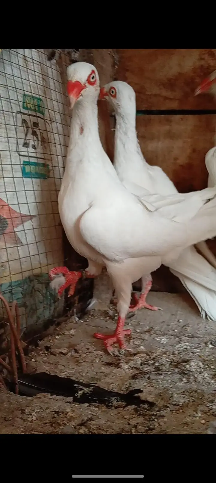 white Denish Female — photo 2