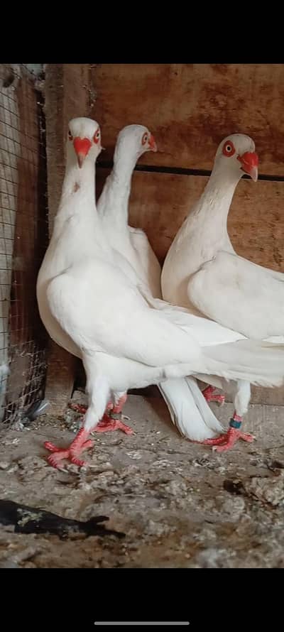 white Denish Female