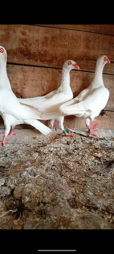 White Denish Female